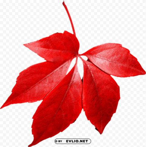 autumn leaf PNG with alpha channel for download