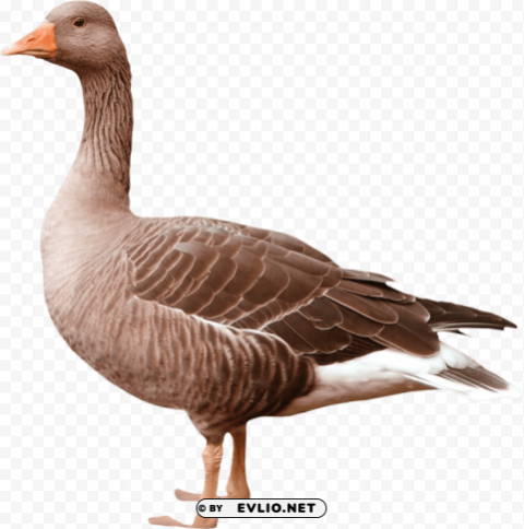 goose Isolated Character in Transparent PNG