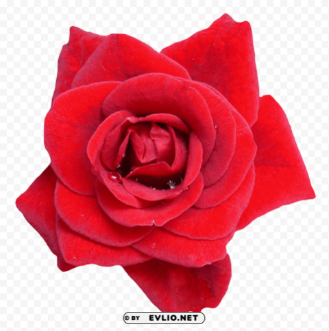 red rose flower PNG photo without watermark