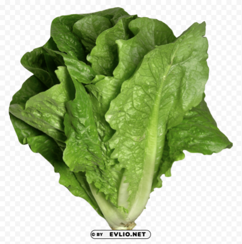 romaine lettuce PNG graphics for free