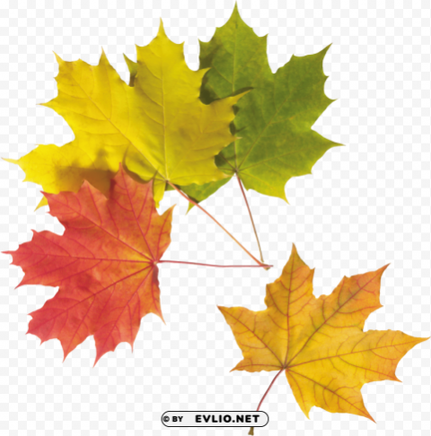 autumn leaves PNG transparent images bulk