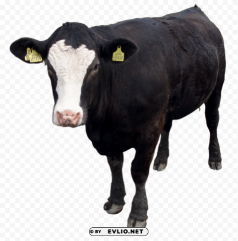 black cow PNG Graphic with Transparent Background Isolation
