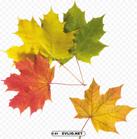 colorful leaf HighQuality Transparent PNG Isolated Object