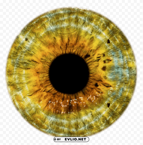 eye brown yellow Transparent PNG graphics complete archive