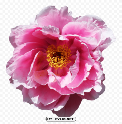 rose flower Transparent background PNG artworks