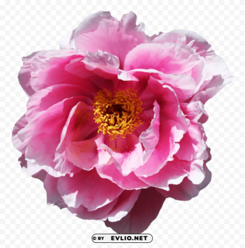 Rose Flower Transparent Background PNG Artworks