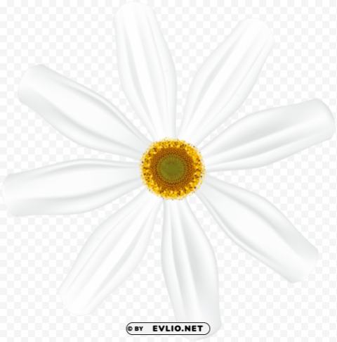 White Flower Clear Image PNG