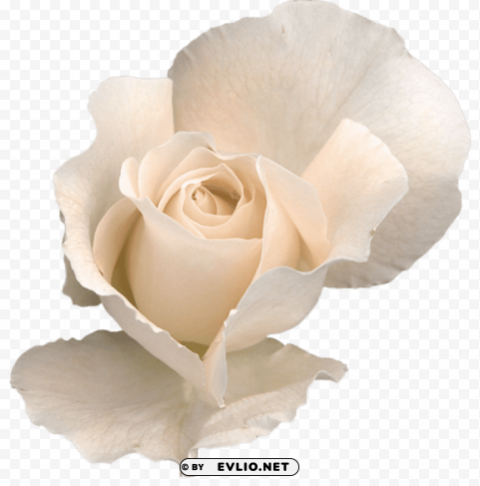 white rose Transparent Background Isolation in PNG Image