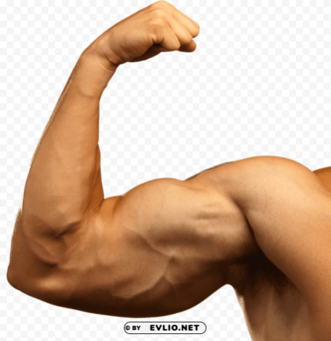 muscle PNG graphics with clear alpha channel