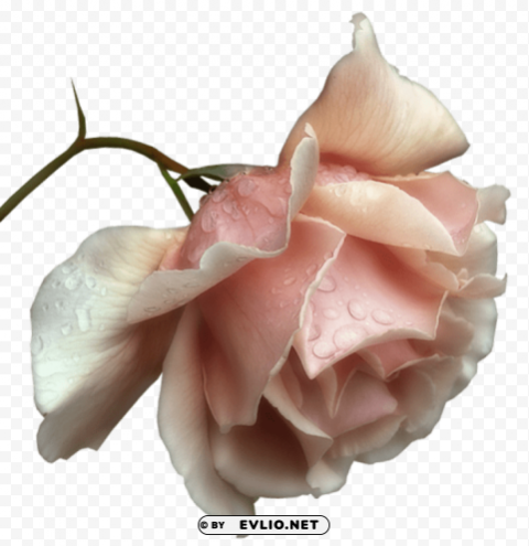 PNG image of beautiful rose Transparent background PNG clipart with a clear background - Image ID 66656de6