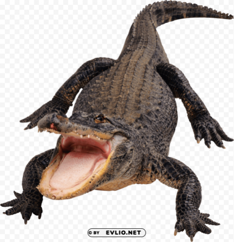 black crocodile Isolated Element with Clear PNG Background