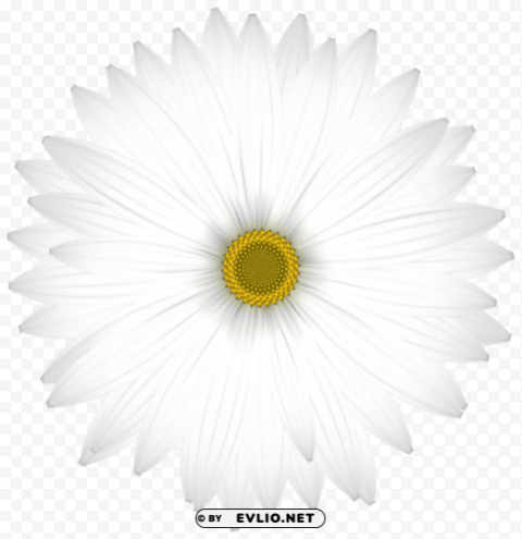 delicate white daisy transparent Clear background PNG images comprehensive package