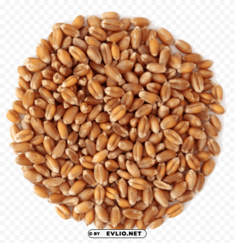 wheat Clear Background PNG Isolated Graphic