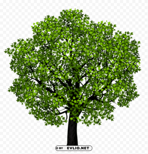 green maple treepicture Transparent PNG images complete library