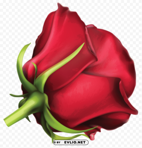 large red rose PNG cutout
