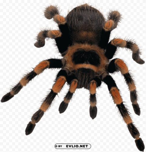 Yellow Black Spider Isolated Subject In Clear Transparent PNG