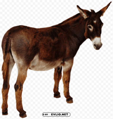 donkey PNG for presentations
