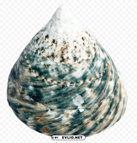 PNG image of Sea Shell Transparent PNG images collection with a clear background - Image ID fa278a88