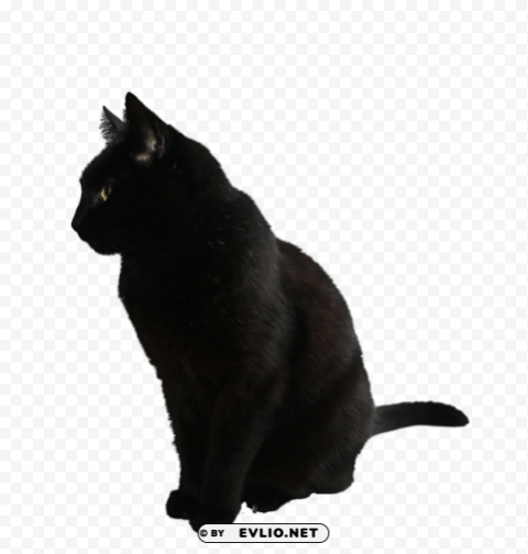 cat PNG files with clear background variety