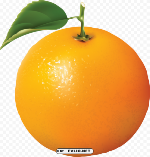 Orange PNG No Background Free