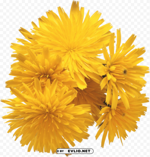 dandelion PNG files with alpha channel assortment