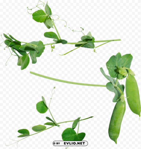 pea Transparent background PNG images complete pack