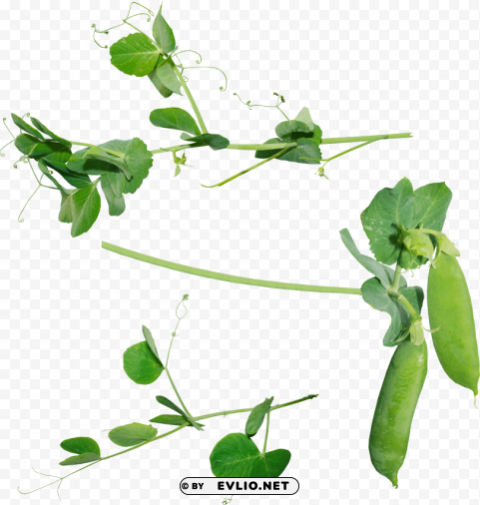 Pea Transparent Background PNG Images Complete Pack