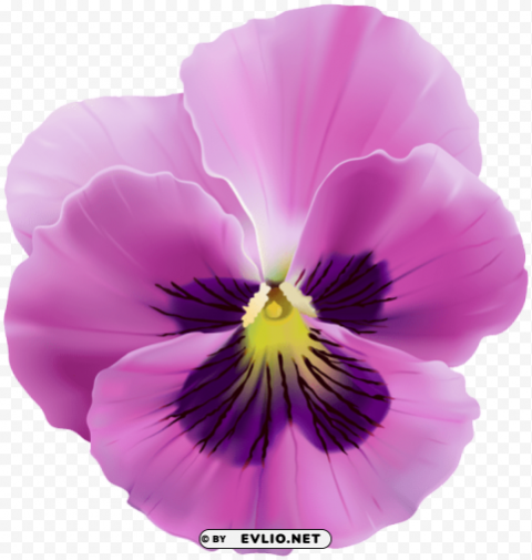 pink violet flower PNG images with transparent backdrop