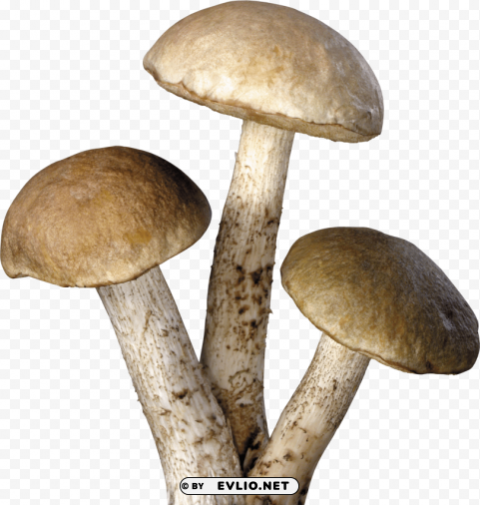 three tree mushrooms PNG Image Isolated on Transparent Backdrop