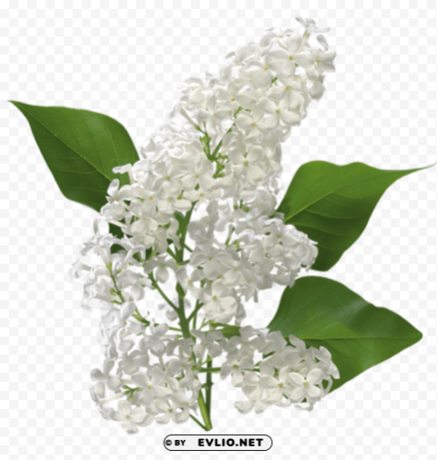 transparent white lilac ClearCut Background PNG Isolation