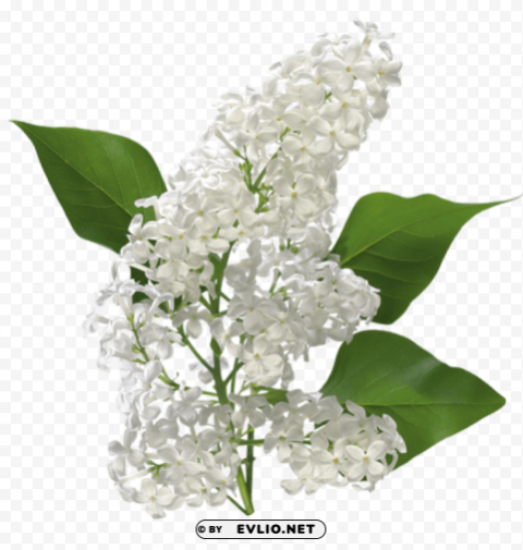 PNG image of transparent white lilac ClearCut Background PNG Isolation with a clear background - Image ID 26122eda