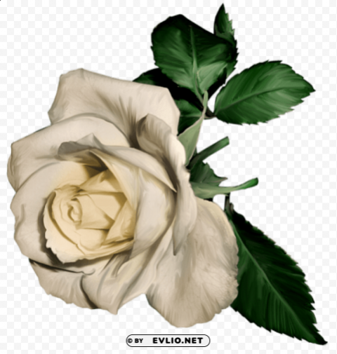 white painted rose Transparent PNG Illustration with Isolation