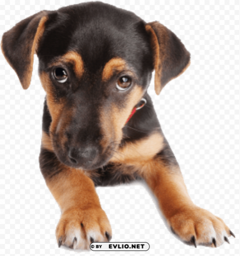 Dog PNG File With Alpha