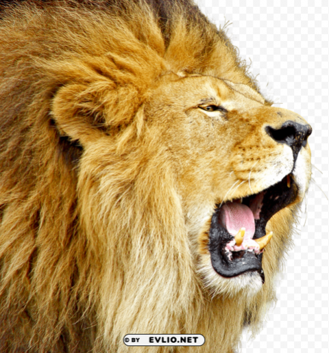 Lion Clear PNG Graphics