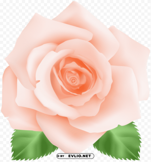 peach rose PNG images with clear cutout