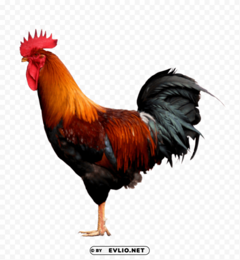 cock Free PNG images with alpha channel