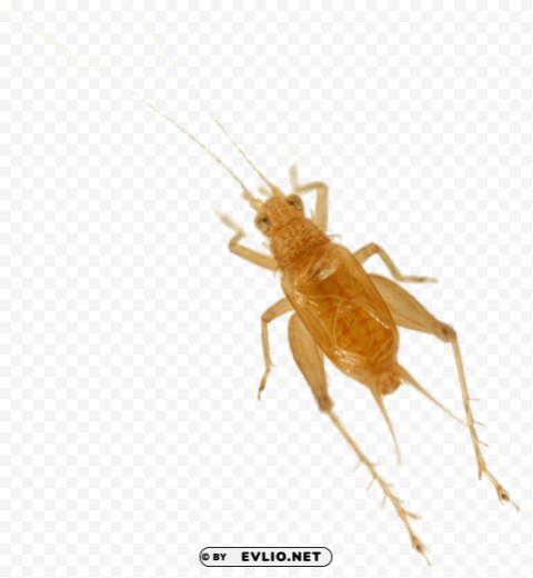 cricket insect download PNG for web design