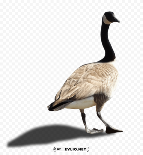 goose Isolated Artwork in Transparent PNG