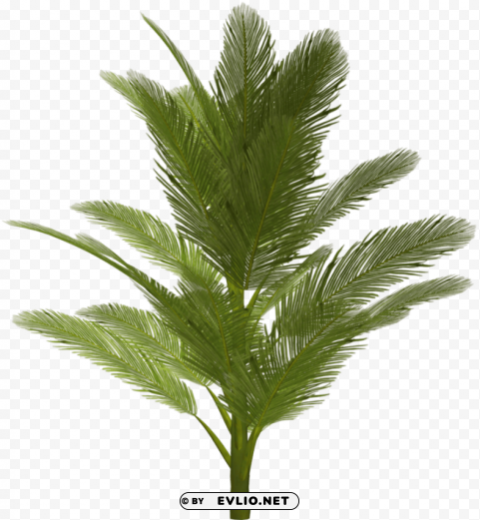 palm tree Transparent PNG Isolated Subject Matter