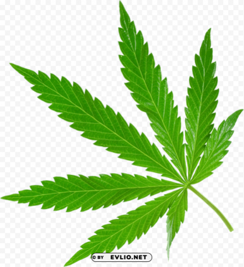 cannabis PNG Illustration Isolated on Transparent Backdrop