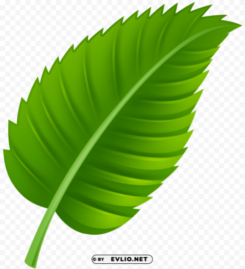 green leaf PNG graphics clipart png photo - 005634f1