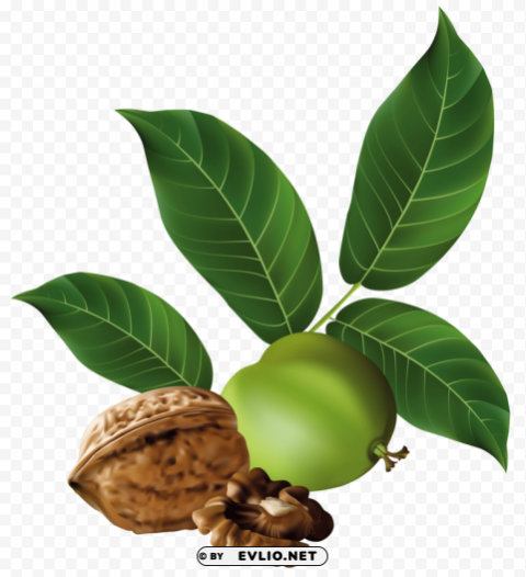 walnut Isolated PNG on Transparent Background