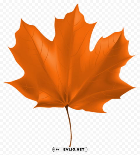 beautiful autumn leaf Isolated PNG on Transparent Background