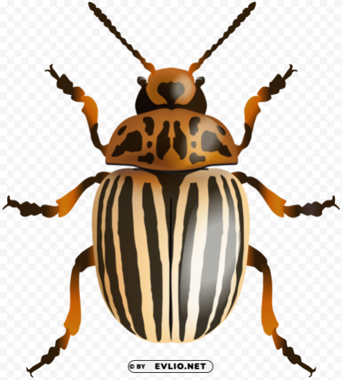 beetle image PNG Graphic Isolated with Clarity