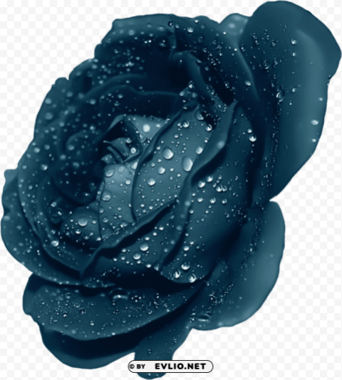 blue rose with dew PNG with Transparency and Isolation