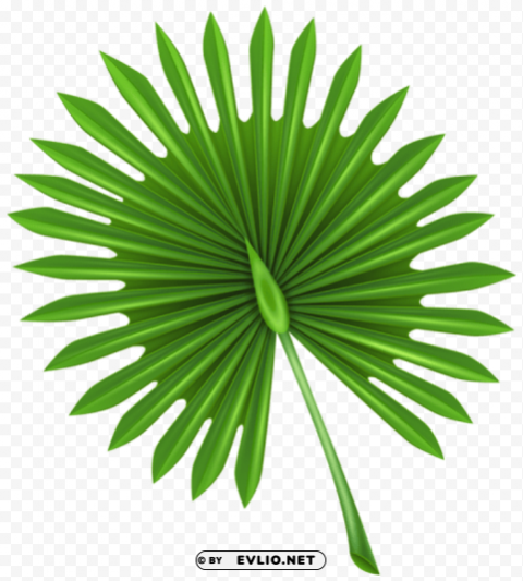 exotic leaf PNG files with transparency