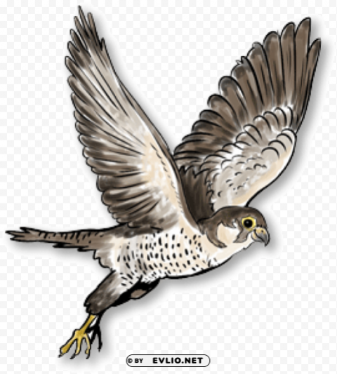 falcon PNG transparent graphics comprehensive assortment