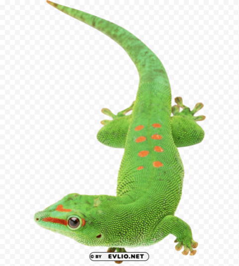 green lizard free PNG transparent photos mega collection