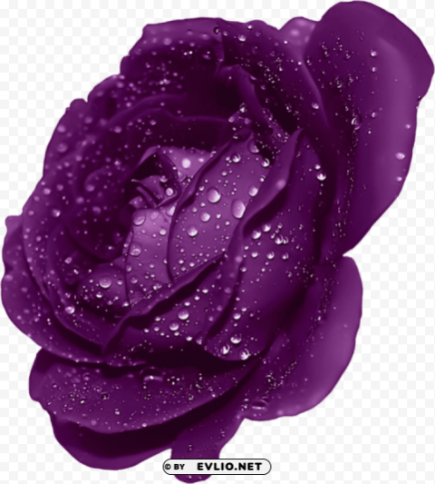 purple rose with dew PNG with transparent backdrop