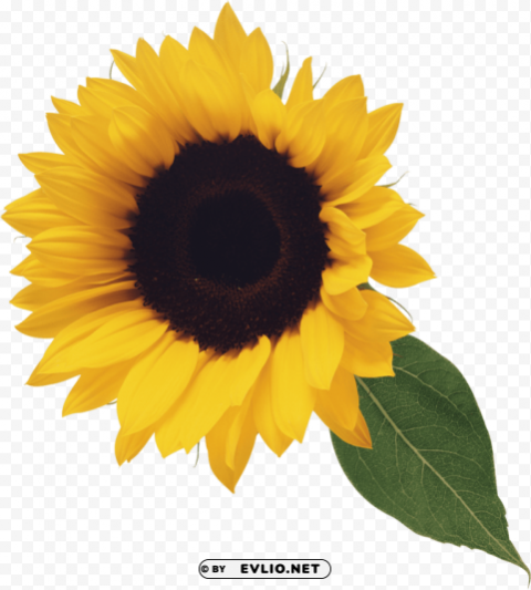 PNG image of sunflower PNG transparent photos library with a clear background - Image ID 4adf8c49